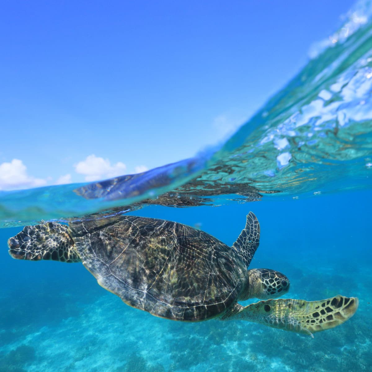 Canon RF16mm F2.8 STM Architecture Сверхширокоугольный фиксированный объектив с большой апертурой для прямой трансляции