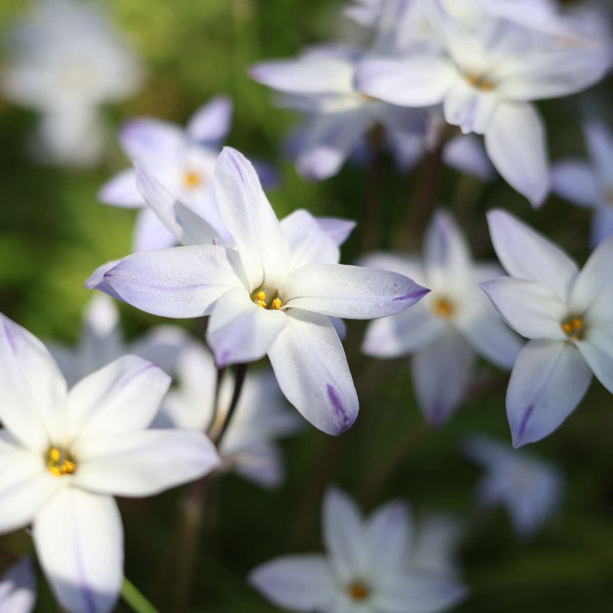 Объективы Canon RF 28mm F2.8 STM для видеоблогов, архитектуры, пейзажей и прямых трансляций